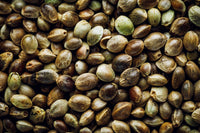 Hemp Seed Oil