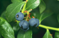 Blueberry Extract
