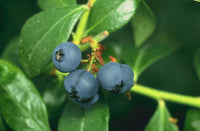 Blueberry Extract
