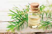 Tea Tree Extract