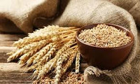 Wheat Protein